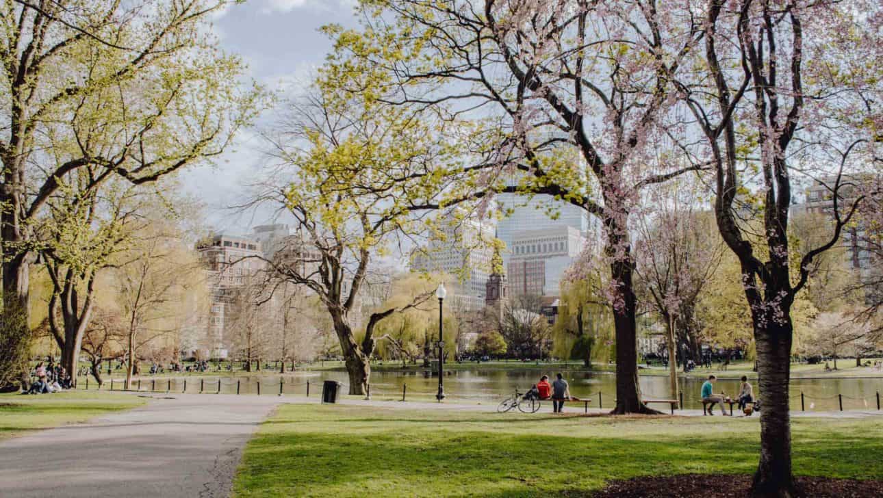 Boston Commons Springtime Path Blossoms.